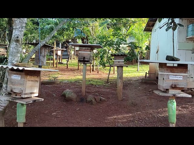 Meliponário com caixas racionais